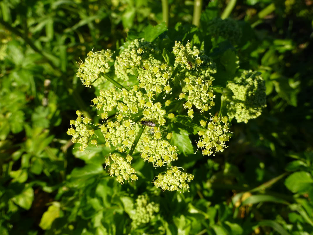 Smyrnium olusatrum